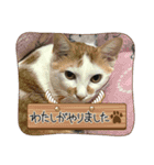 ペットchan❤️（個別スタンプ：1）