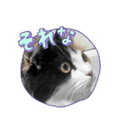 ペットchan❤️（個別スタンプ：3）