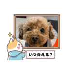ペットchan❤️（個別スタンプ：8）