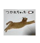 ペットchan❤️（個別スタンプ：13）