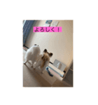 僕達パピヨン.ピット＆レオ（個別スタンプ：8）