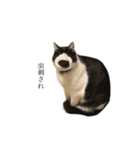 ヘンガオレオ（個別スタンプ：1）