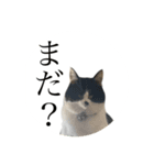 ヘンガオレオ（個別スタンプ：2）