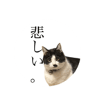 ヘンガオレオ（個別スタンプ：3）