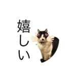 ヘンガオレオ（個別スタンプ：4）