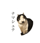 ヘンガオレオ（個別スタンプ：5）