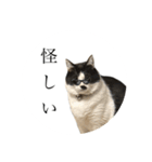 ヘンガオレオ（個別スタンプ：6）