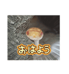 さんご＆ばなな＆ばたー❤︎すたんぷ！（個別スタンプ：7）