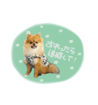 おたぬのスタンプ♡（個別スタンプ：3）