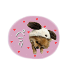 おたぬのスタンプ♡（個別スタンプ：7）