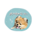 おたぬのスタンプ♡（個別スタンプ：8）