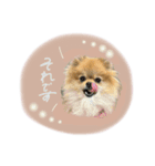 おたぬのスタンプ♡（個別スタンプ：9）