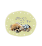 おたぬのスタンプ♡（個別スタンプ：13）