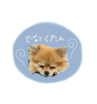おたぬのスタンプ♡（個別スタンプ：14）