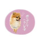 おたぬのスタンプ♡（個別スタンプ：15）