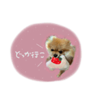 おたぬのスタンプ♡（個別スタンプ：31）