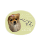 おたぬのスタンプ♡（個別スタンプ：32）