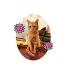 保護猫(しじみ＆あさり＆よしむね)（個別スタンプ：1）