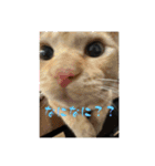 保護猫(しじみ＆あさり＆よしむね)（個別スタンプ：2）