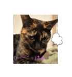 保護猫(しじみ＆あさり＆よしむね)（個別スタンプ：3）