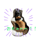 保護猫(しじみ＆あさり＆よしむね)（個別スタンプ：4）