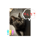 保護猫(しじみ＆あさり＆よしむね)（個別スタンプ：5）
