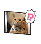 保護猫(しじみ＆あさり＆よしむね)（個別スタンプ：6）