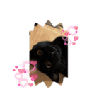 保護猫(しじみ＆あさり＆よしむね)（個別スタンプ：7）