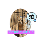 保護猫(しじみ＆あさり＆よしむね)（個別スタンプ：9）