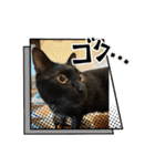 保護猫(しじみ＆あさり＆よしむね)（個別スタンプ：10）