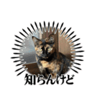 保護猫(しじみ＆あさり＆よしむね)（個別スタンプ：12）