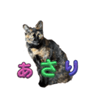 保護猫(しじみ＆あさり＆よしむね)（個別スタンプ：14）