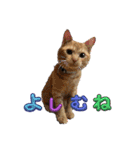 保護猫(しじみ＆あさり＆よしむね)（個別スタンプ：15）