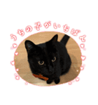 保護猫(しじみ＆あさり＆よしむね)（個別スタンプ：16）