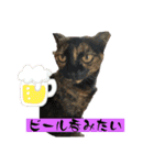 保護猫(しじみ＆あさり＆よしむね)（個別スタンプ：17）