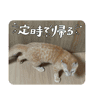 保護猫(しじみ＆あさり＆よしむね)（個別スタンプ：18）