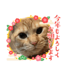 保護猫(しじみ＆あさり＆よしむね)（個別スタンプ：19）