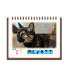 保護猫(しじみ＆あさり＆よしむね)（個別スタンプ：20）