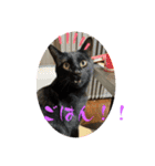 保護猫(しじみ＆あさり＆よしむね)（個別スタンプ：21）