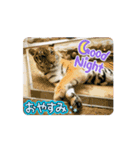 動物スタンプ（アニメーション）2（個別スタンプ：4）