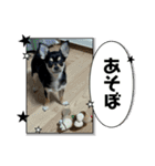 可愛いチワワのビーム（個別スタンプ：1）