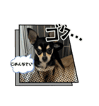 可愛いチワワのビーム（個別スタンプ：5）