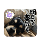 可愛いチワワのビーム（個別スタンプ：7）