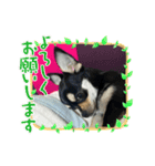 可愛いチワワのビーム（個別スタンプ：8）
