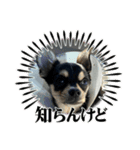 可愛いチワワのビーム（個別スタンプ：11）