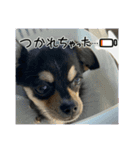 可愛いチワワのビーム（個別スタンプ：12）