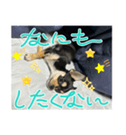 可愛いチワワのビーム（個別スタンプ：13）