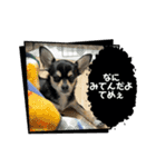 可愛いチワワのビーム（個別スタンプ：14）