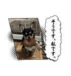 可愛いチワワのビーム（個別スタンプ：15）