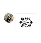 可愛いチワワのビーム（個別スタンプ：16）